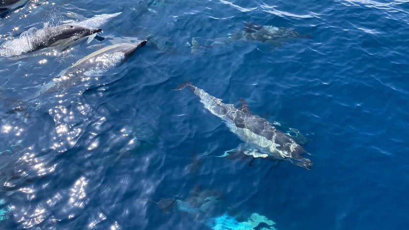 La Herradura: Sailing with a view of dolphins - Should you book La Herradura: Sailing with a view of dolphins?