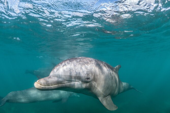 Lagos: Dolphins & Benagil Caves – Catamaran - Key Points Before You Go