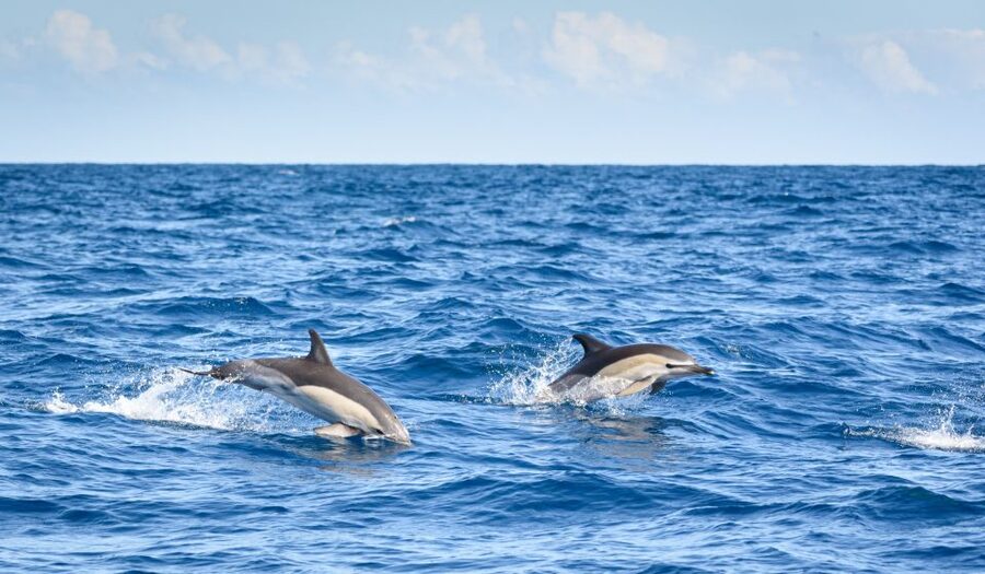 Lagos: Dolphins & Caves - Catamaran - Lagos Catamaran: Dolphins, Caves Views, and a Built-In Swim Break