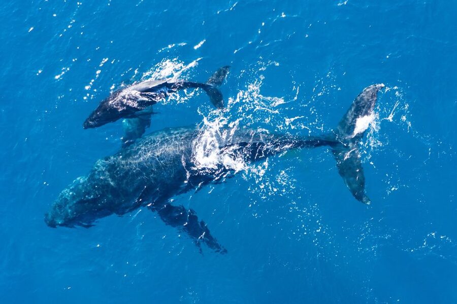 Lagos: Dolphins & Caves - Catamaran - Algarve Cliffs and Cave-Style Views From the Water
