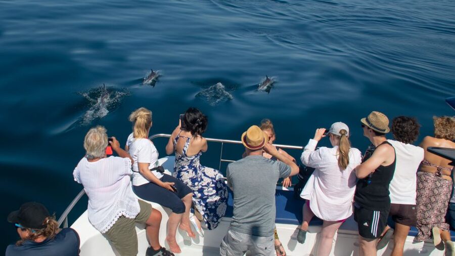 Lagos: Dolphins & Caves - Catamaran - What You Get for Your $58: Value Breakdown That Adds Up