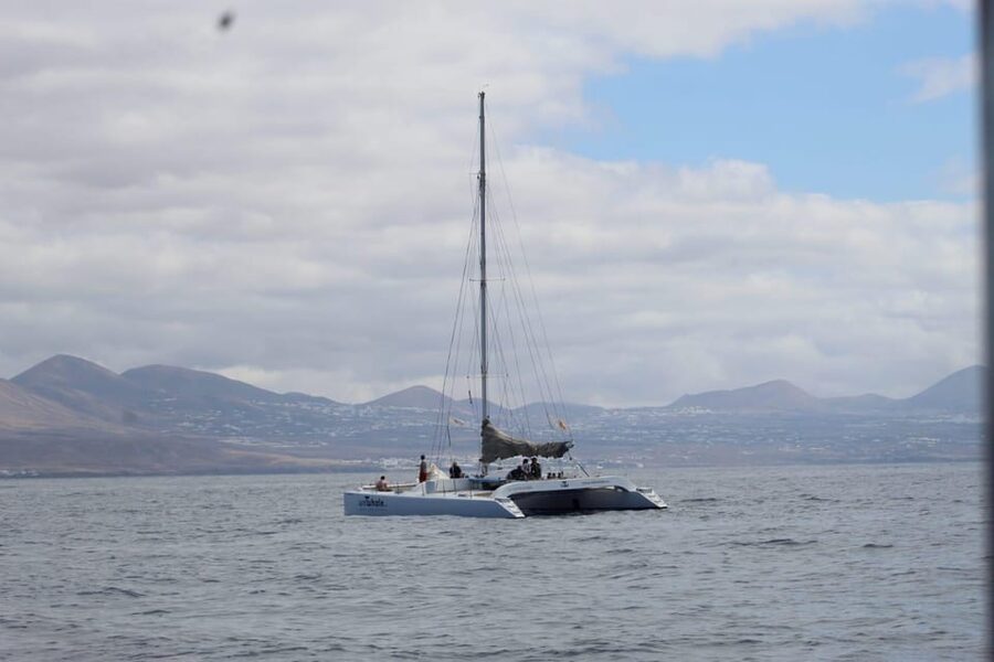 Lanzarote: Whale and Dolphin Watching Eco-Friendly Catamaran - Key moments worth planning around