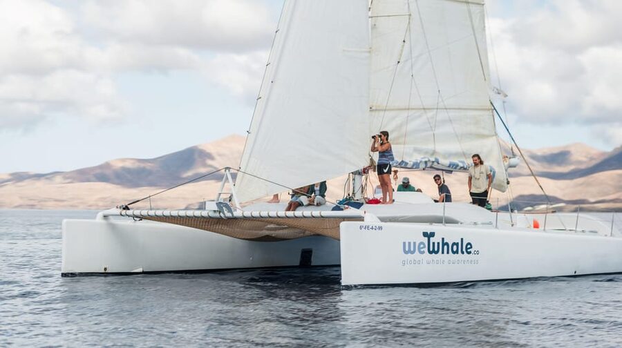 Lanzarote: Whale and Dolphin Watching Eco-Friendly Catamaran - Why an electric catamaran changes your whale-and-dolphin trip