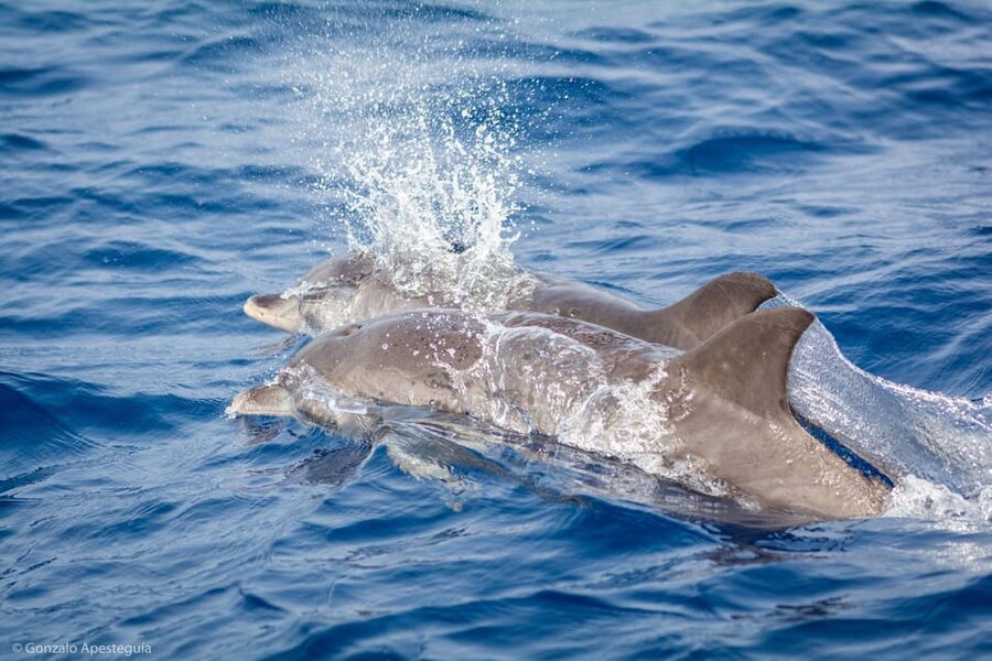 Lanzarote: Whale and Dolphin Watching Eco-Friendly Catamaran - What 4 hours on the water feels like