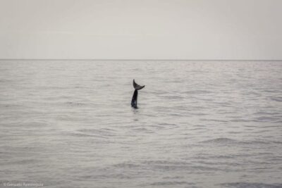 Lanzarote: Whale and Dolphin Watching Eco-Friendly Catamaran - Puerto Calero boarding: Dock F22 is the game plan