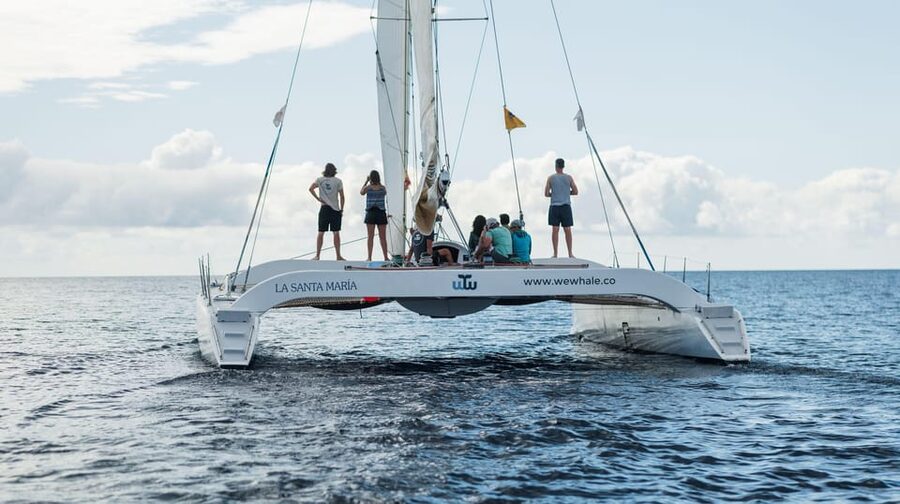 Lanzarote: Whale and Dolphin Watching Eco-Friendly Catamaran - Wildlife viewing rules that keep the encounter respectful