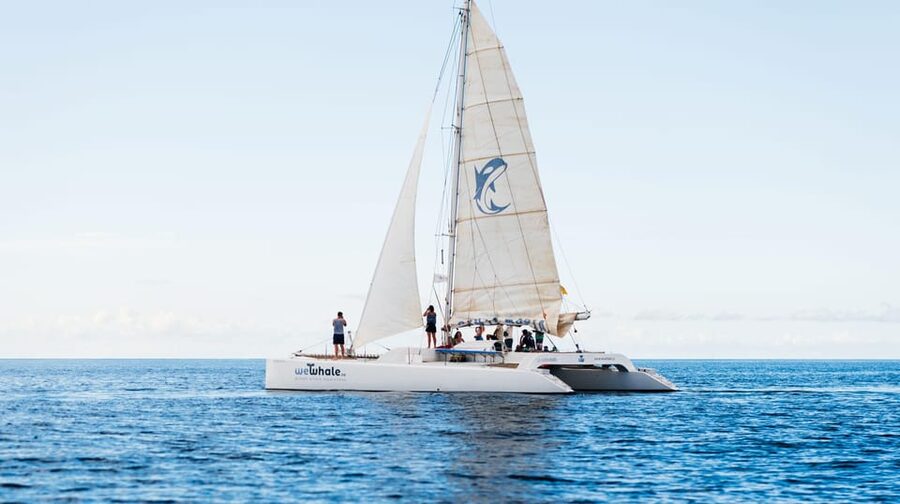 Lanzarote: Whale and Dolphin Watching Eco-Friendly Catamaran - Who this catamaran trip suits best