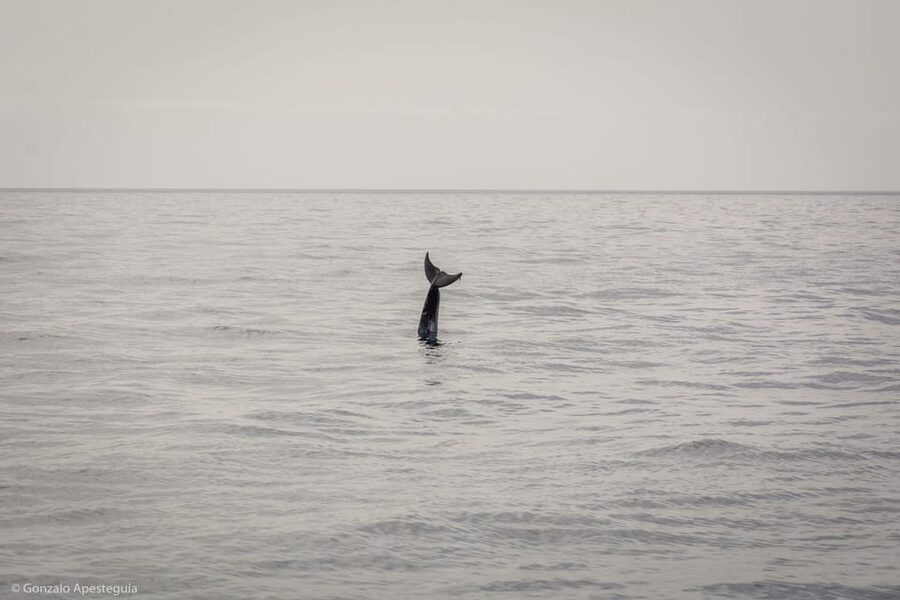 Lanzarote: Whale and Dolphin Watching Eco-Friendly Catamaran - Puerto Calero boarding: Dock F22 is the game plan