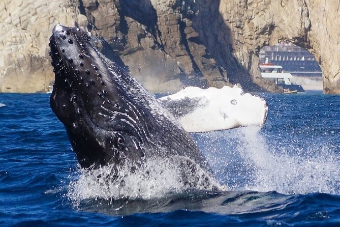 Los Cabos Private Yacht Whale Watching & Drinks - Up to 18 Guests - Whale watching style: respectful distance and calmer viewing