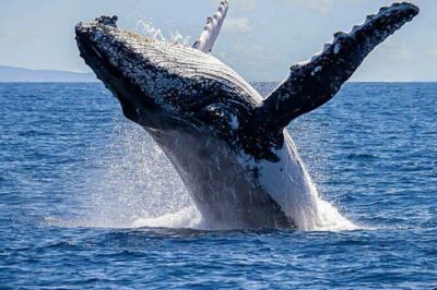 Los Cabos Private Yacht Whale Watching & Drinks - Up to 18 Guests - The Arch of Cabo San Lucas stop: photos, caves, and the best angles