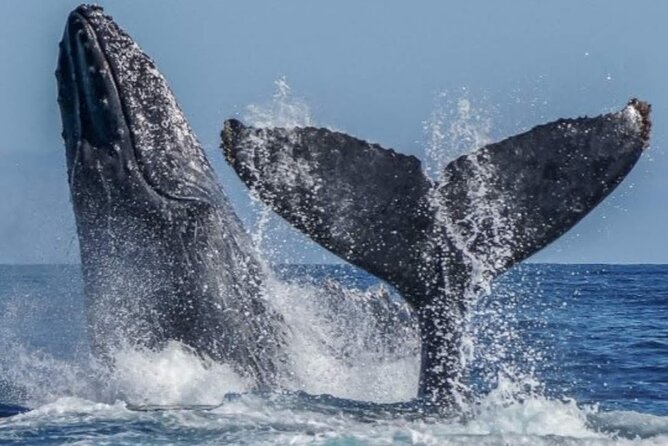 Los Cabos Private Yacht Whale Watching & Drinks - Up to 18 Guests - Snorkel time, paddle board, and the floating mat: what’s included and how to use it