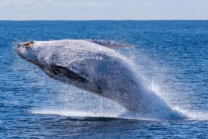 Los Cabos Private Yacht Whale Watching & Drinks - Up to 18 Guests - Drinks aboard: what’s included, and how to avoid disappointment