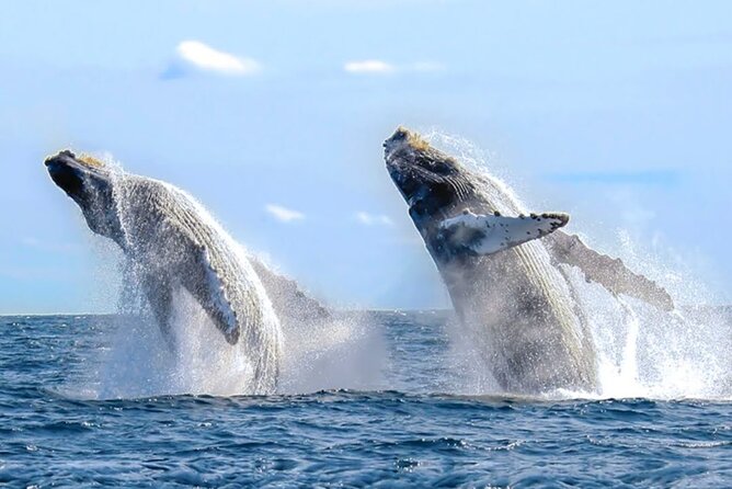 Los Cabos Private Yacht Whale Watching & Drinks - Up to 18 Guests - Crew service and boat vibe: names you’ll see again and again