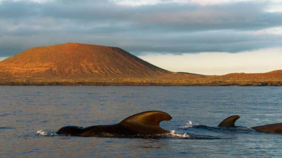 Los Cristianos: Eco Yacht Whale Watching Tour at Sunset - Who should book this and who should skip it