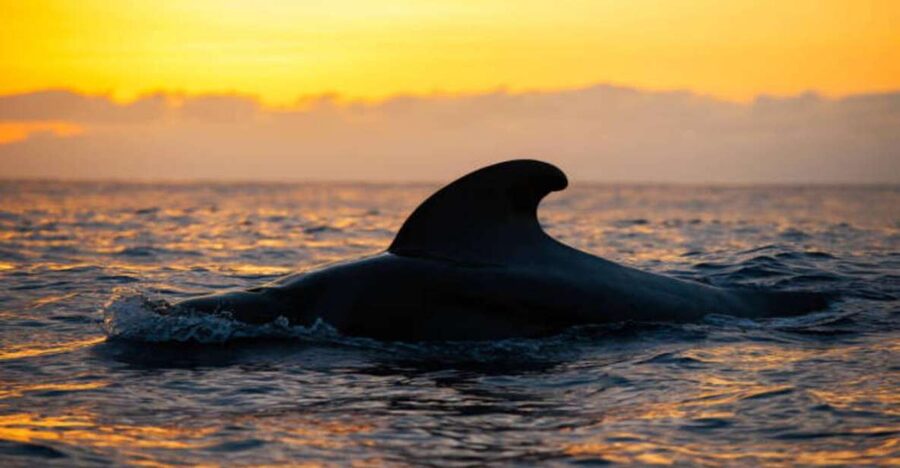 Los Cristianos: Eco Yacht Whale Watching Tour at Sunset - Why this 90-minute sunset cruise hits harder than full-day tours