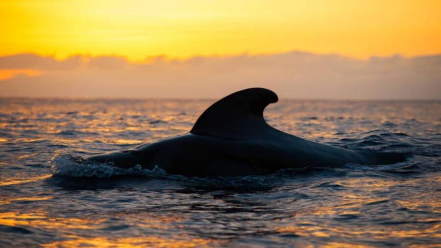 Los Cristianos: Eco Yacht Whale Watching Tour at Sunset - The route: Los Cristianos cruising, then Teide views, then return