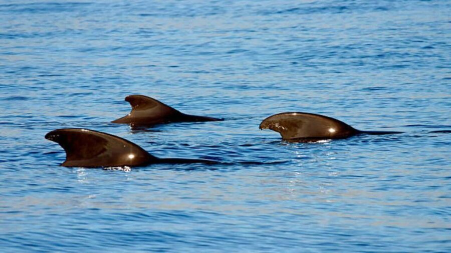 Los Cristianos: Eco Yacht Whale Watching Tour at Sunset - The onboard feel: guide work, bar access, and basic comfort