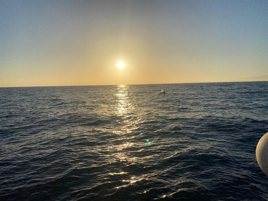 Los Cristianos: Eco Yacht Whale Watching Tour at Sunset - The possible swim stop: when you should plan for it