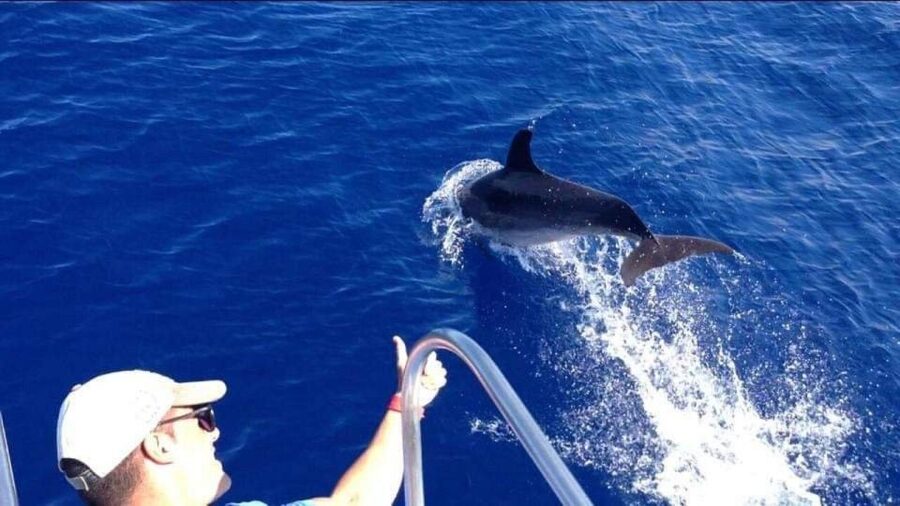 Los Cristianos: Eco Yacht Whale Watching Tour at Sunset - Price and value: why $17 can be a smart buy here
