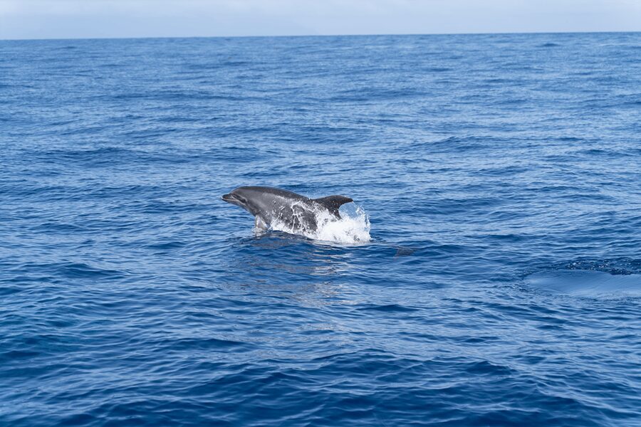 Los Gigantes: Sailing Excursion with Swimming, Drink & Tapas - Los Gigantes Red Cliffs: Why Sailing Beats Looking From Shore