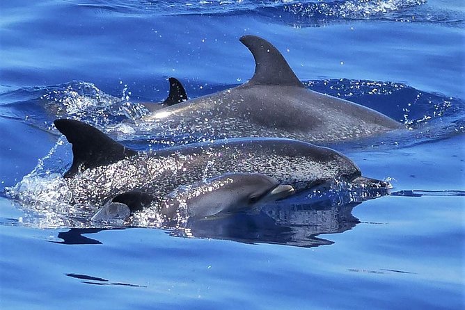 Los Gigantes Whale Watching Charter by Sail Boat - Key Things I’d Note Before You Go