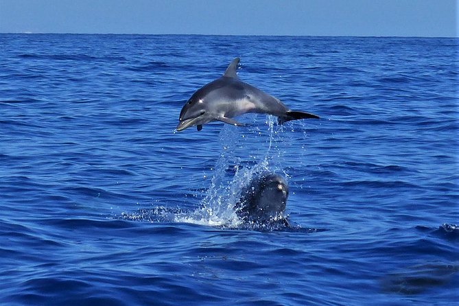 Los Gigantes Whale Watching Charter by Sail Boat - Whale Watching Success: What You Might See (and How the Crew Helps)