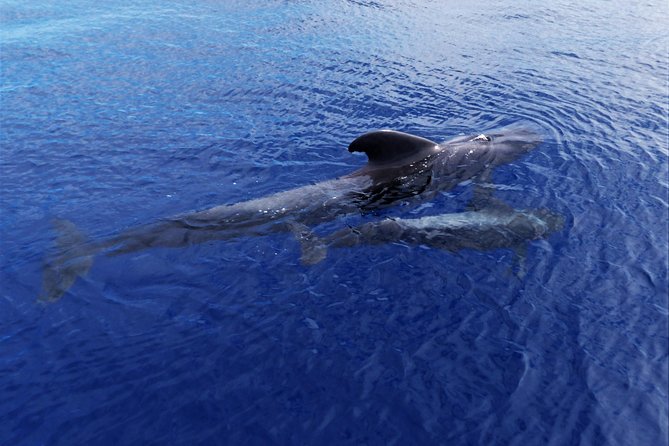 Los Gigantes Whale Watching Charter by Sail Boat - The Crew and the On-Deck Experience: Small Boat, Personal Attention