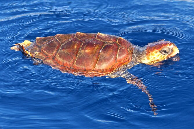 Los Gigantes Whale Watching Charter by Sail Boat - The 3-Hour Plan: What Happens and When It Matters