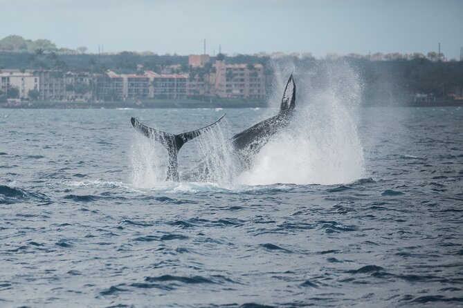 Luxury Catamaran Whale Watch - Marine naturalist narration and hydrophone whalesong