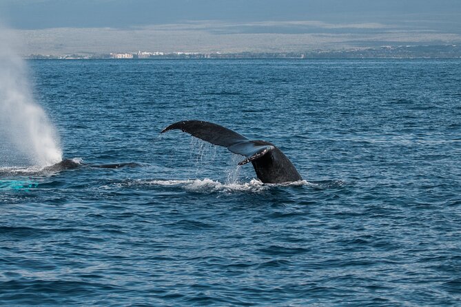 Luxury Catamaran Whale Watch - Maalaea Harbor boarding and getting set up without stress