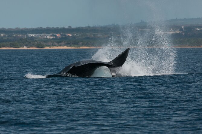 Luxury Catamaran Whale Watch - Who should book this Ali‘i Nui whale watch (and who might pick differently)