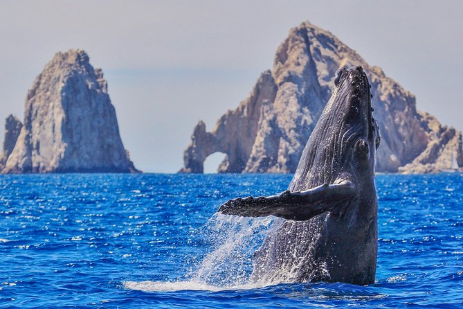 Luxury Catamaran Whale Watching Cabo San Lucas - Key things to know before you go