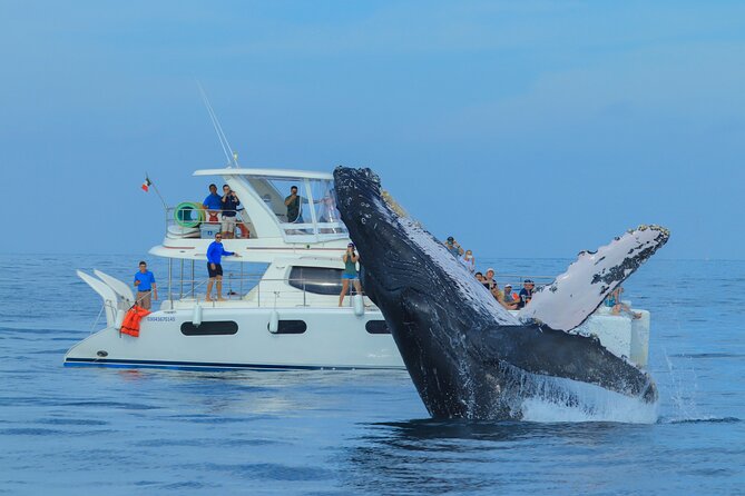 Luxury Catamaran Whale Watching Cabo San Lucas - Pickup and timing: how to avoid the common “we missed you” problem