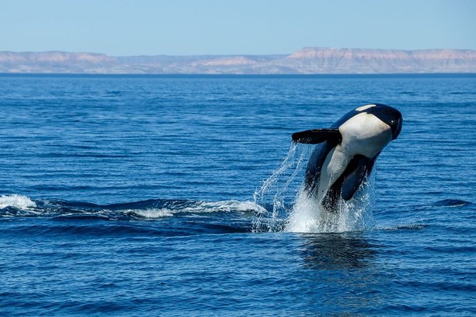 Luxury Catamaran Whale Watching Cabo San Lucas - Stop 1: Arch of Cabo San Lucas and the sea lion shortcut to fun