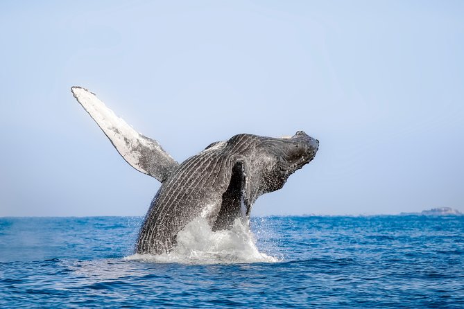 Luxury Catamaran Whale Watching Cabo San Lucas - Stop 2: Sea of Cortez whale time with the hydrophone in action