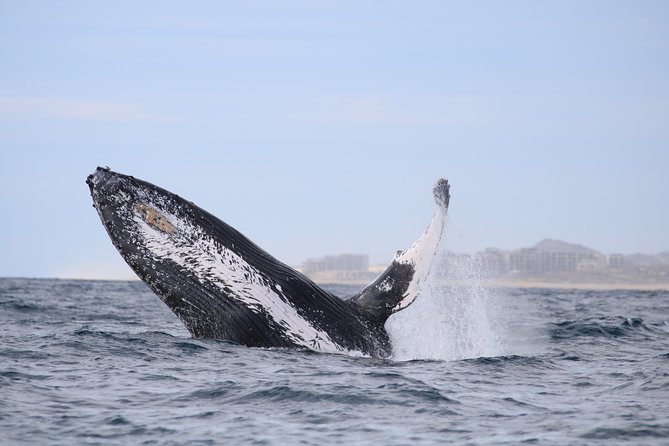 Luxury Catamaran Whale Watching Cabo San Lucas - What onboard feels like: open bar, snacks, and a “stay with the rules” vibe