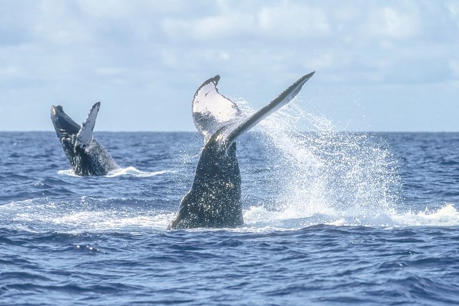 Luxury Catamaran Whale Watching Cabo San Lucas - Sea air, scenery, and why the double-decker layout matters