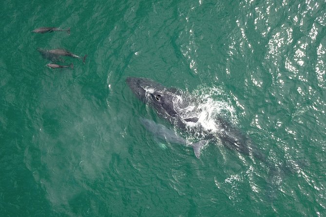 Luxury Catamaran Whale Watching Cabo San Lucas - Who should book this luxury whale watch (and who should think twice)