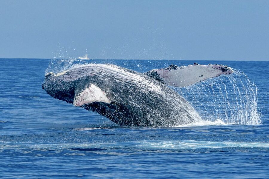Ma'alaea Harbor: Whale Watching Tour Aboard Power Catamaran - Ma’alaea Harbor whale season: why this cruise works