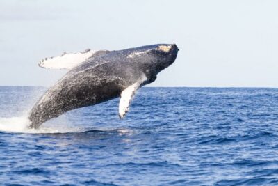 Ma'alaea Harbor: Whale Watching Tour Aboard Power Catamaran - Double-deck catamaran comfort: where you sit affects what you see