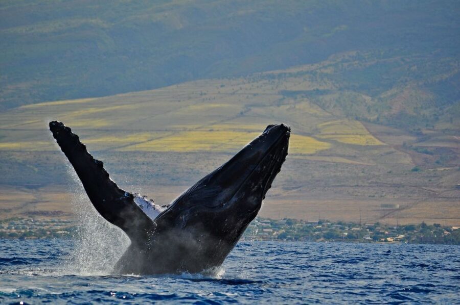 Ma'alaea Harbor: Whale Watching Tour Aboard Power Catamaran - The 2-hour sail to Ma’alaea Bay: how the pacing feels