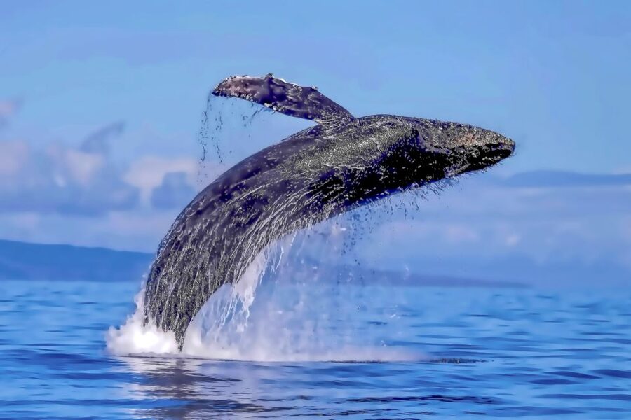 Ma'alaea Harbor: Whale Watching Tour Aboard Power Catamaran - Boss Frog’s meeting point: parking, check-in rhythm, and what to bring