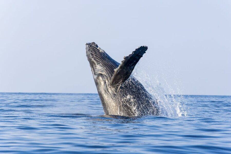 Ma'alaea Harbor: Whale Watching Tour Aboard Power Catamaran - Who this tour is best for (and who may want to rethink it)