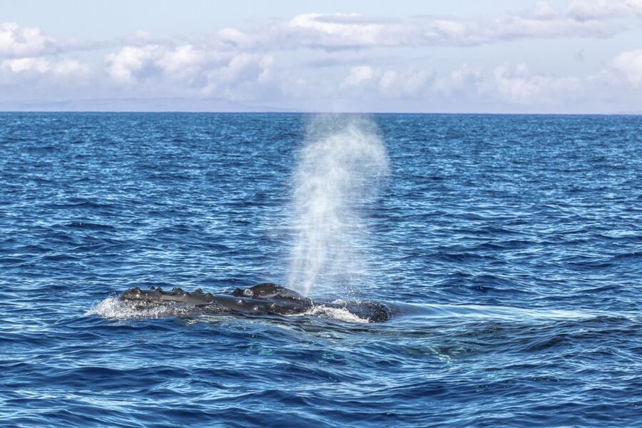 Ma'alaea Harbor: Whale Watching Tour Aboard Power Catamaran - FAQ