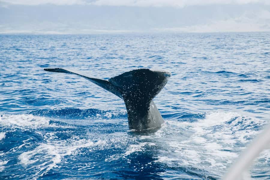 Maalaea: West Maui Snorkeling & Sailing Day Trip with Lunch - Lunch and Drinks: More Than a Token Meal