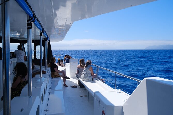 Madeira Dolphin and Whale Watching on a Ecological Catamaran - What you’ll see: dolphins, pilot whales, and more (not guaranteed, but often)