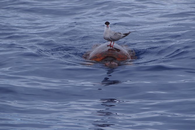 Madeira Dolphin and Whale Watching on a Ecological Catamaran - Crew, safety, and how to find your best viewing spot