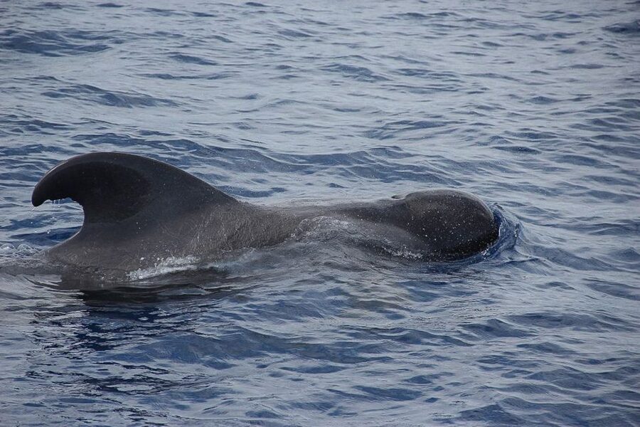 Madeira: Funchal Sunset Tour by Catamaran - Dolphins and Whales: What You’re Likely to See (and What You’re Not)