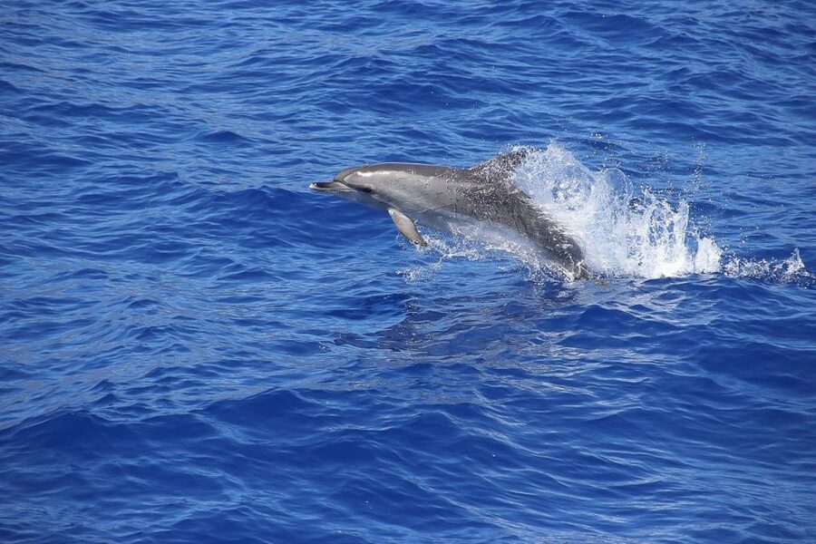 Madeira: Funchal Sunset Tour by Catamaran - Price and Value: Is $47 a Smart Spend?