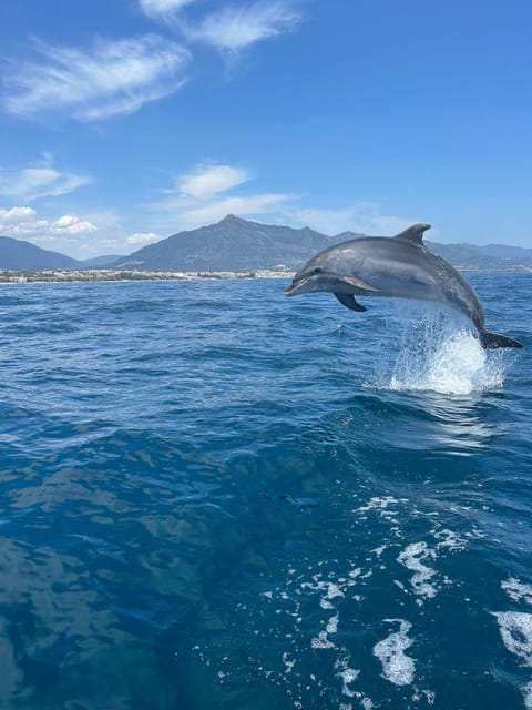 Marbella: Sailing & Dolphin Watching with Snacks and Drinks - Why Dolphin Watching Works From Puerto Banús